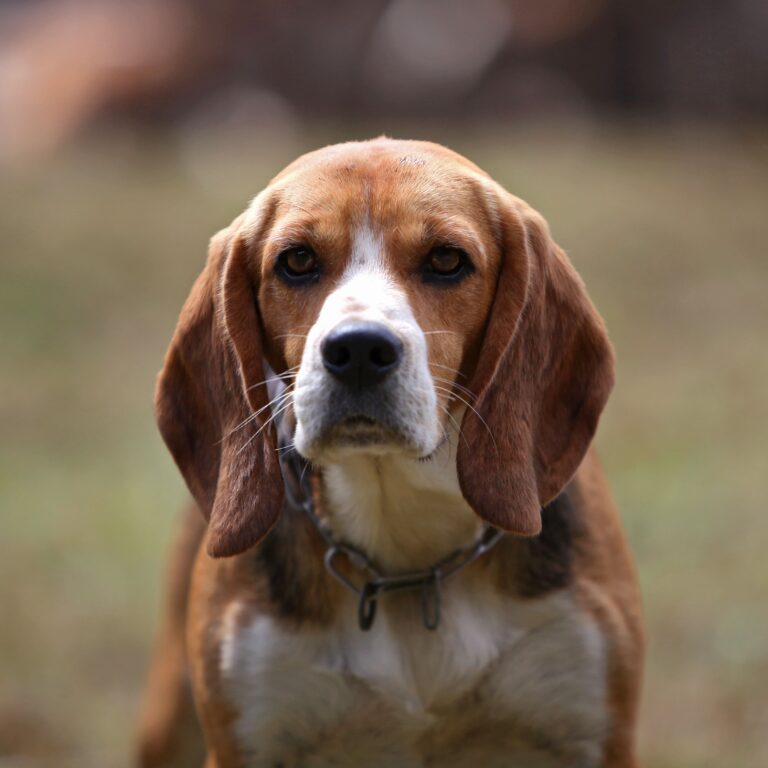Chiens de chasse abattus en Ardèche : une cagnotte est lancée au bénéfice des propriétaires des chiens