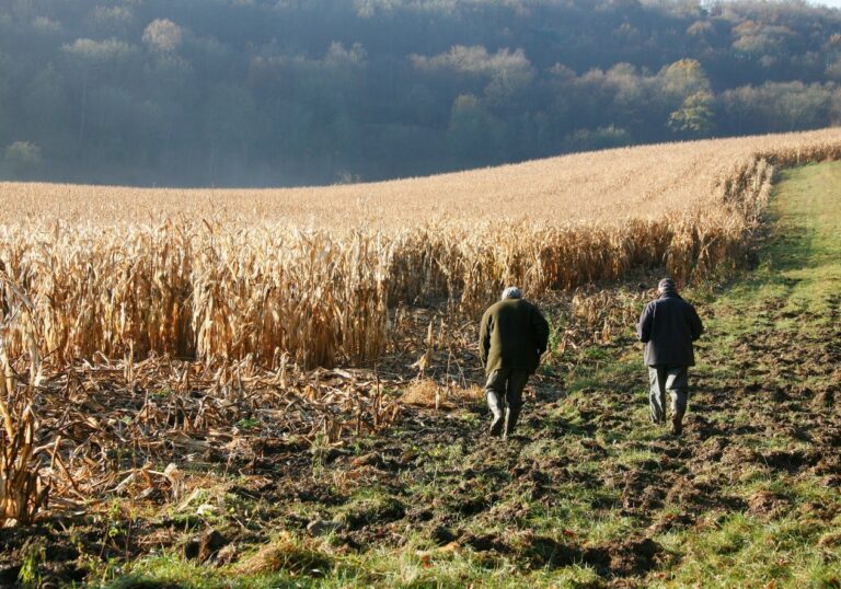 Dégâts agricoles : Ouverture de la chasse en battue dans les maïs le 1er août