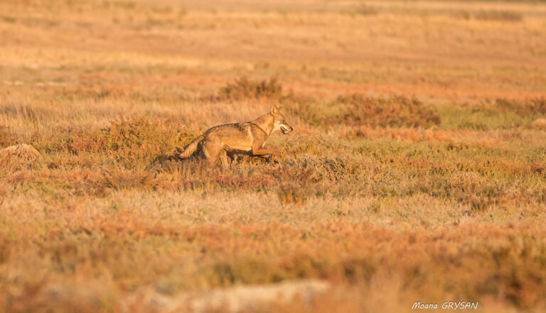 Déclassement du loup : participez à la consultation publique