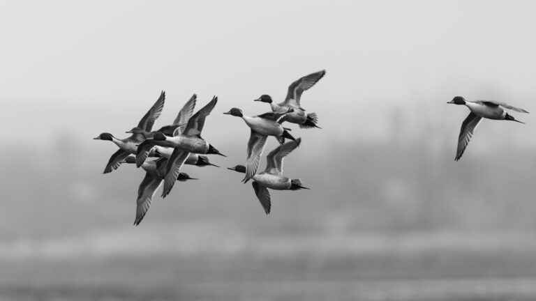 Septembre : chasser le migrateur !